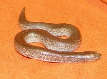 rufescens x kenyan 06 3