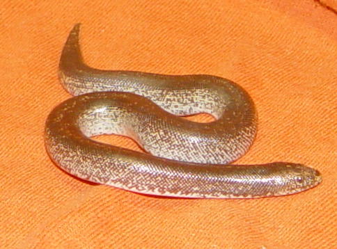 rufescens x kenyan 06 3