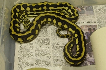 striped coastal x jungle 04 male