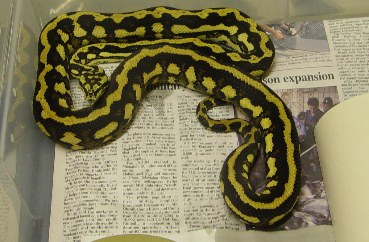 striped coastal x jungle 04 male