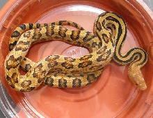 Mexican Lined Pinesnake Female