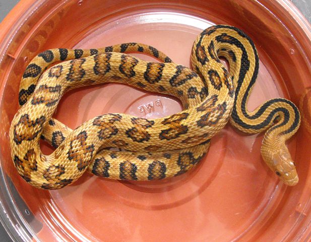 Mexican Lined Pinesnake Female