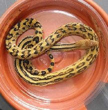 Mexican Lined Pinesnake Male
