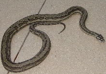 Male tiger carpet