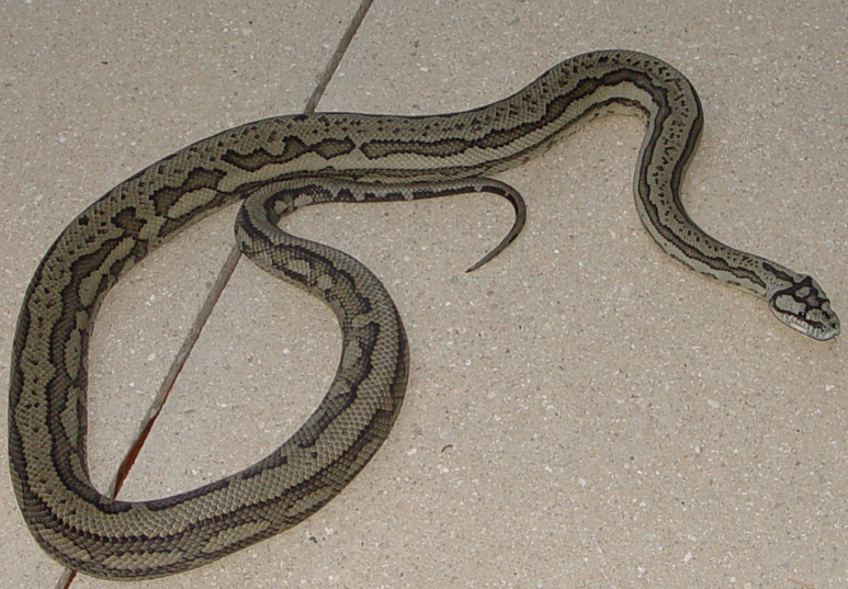 Male tiger carpet