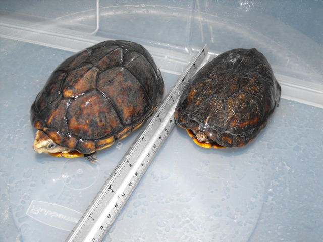 scorpiodes1
