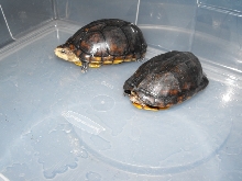 scorpiodes2