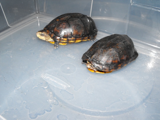 scorpiodes2
