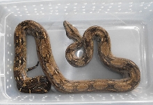 Sonoran Boa Female