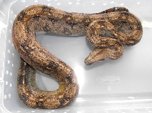 Sonoran Boa Male