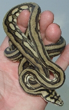 striped coastal male-pic 3