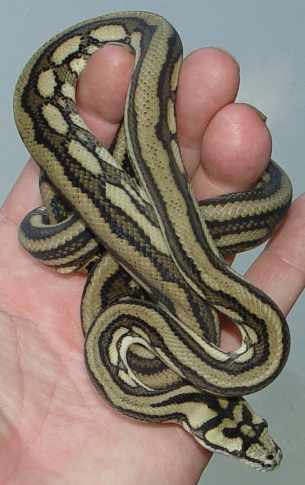 striped coastal male-pic 3