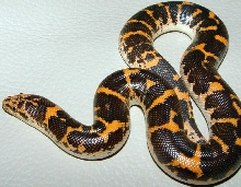 tiger phase sand boa