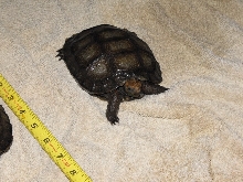 brown tort1