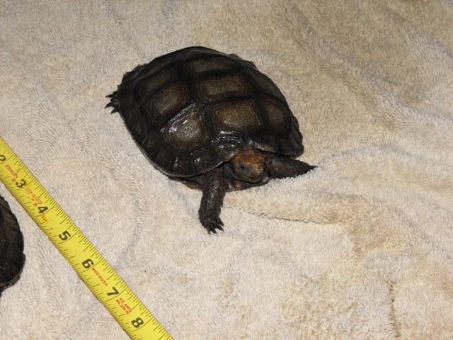 brown tort1