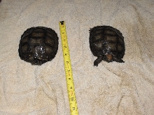 brown tort 2