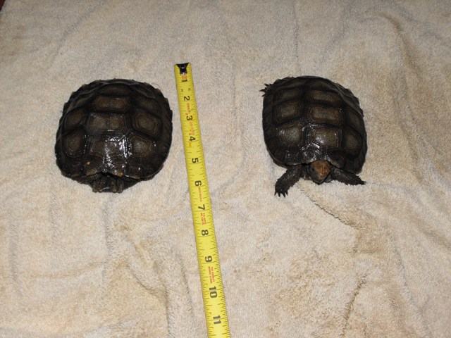 brown tort 2