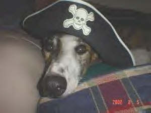 Arrgh, Matey!