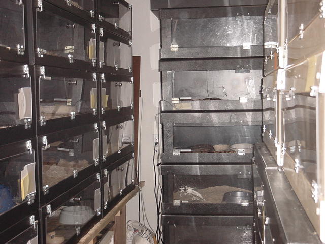 cages1