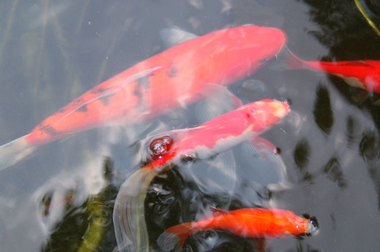 fish