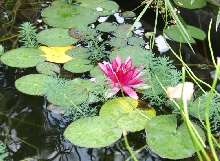 pond lilly