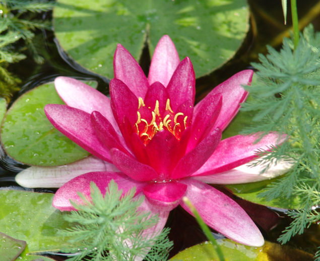 flower