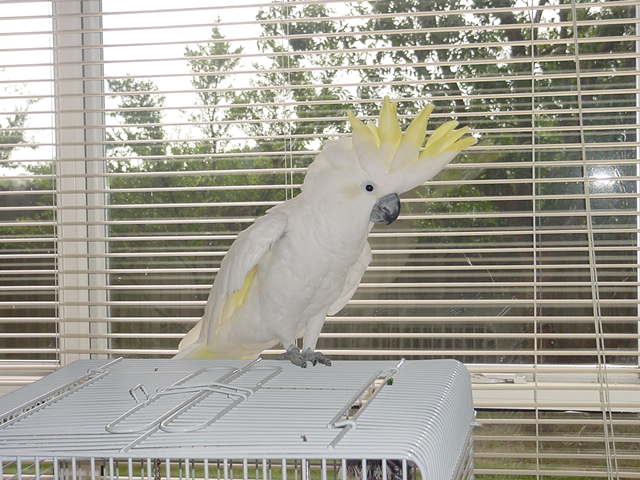 harrah