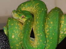 gtp