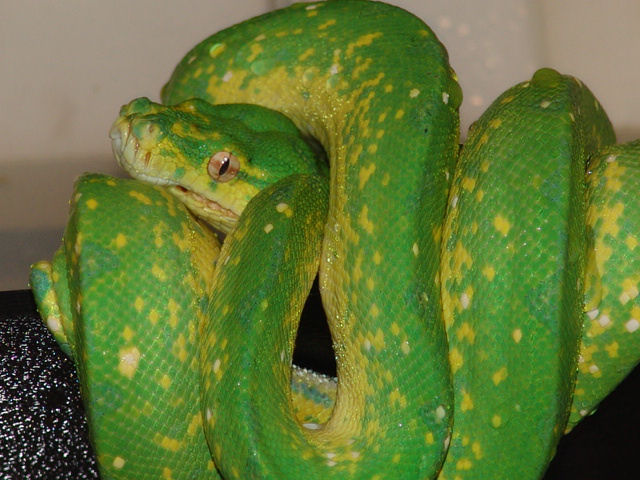 gtp
