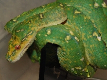 gtp
