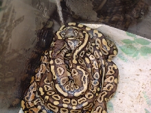 mojave