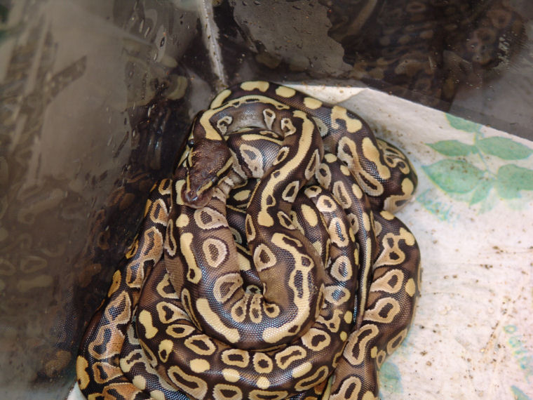 mojave