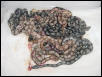 salmontines