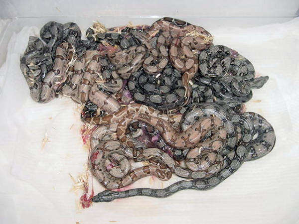 salmontines