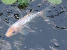 wfish