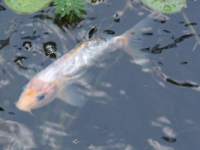 wfish