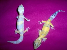 Our geckos