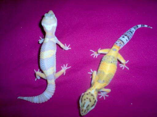 Our geckos