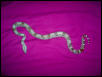 My Boa