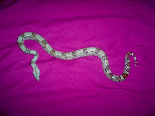 My Boa