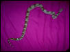 My Boa