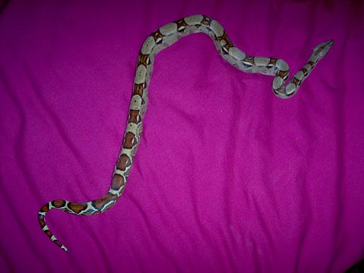 My Boa