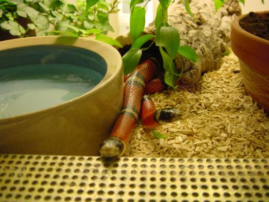 Sinaloan male and female