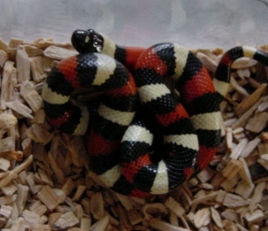 Puebla male