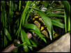 Mandarin Ratsnake