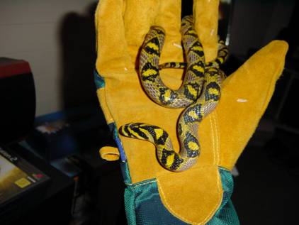 Mandarin ratsnake