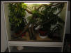 Mandarin cage