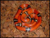 Female Sinaloan