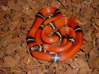 Female Sinaloan