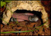 Blue Sinaloan